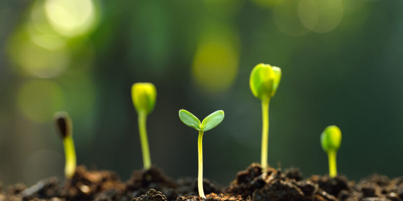 Group of green sprouts growing out from soil